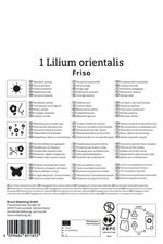 Lilien-Hybride Friso