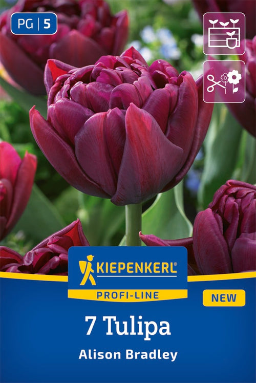 Profi-Line Gefüllte späte Tulpe Allison Bradley