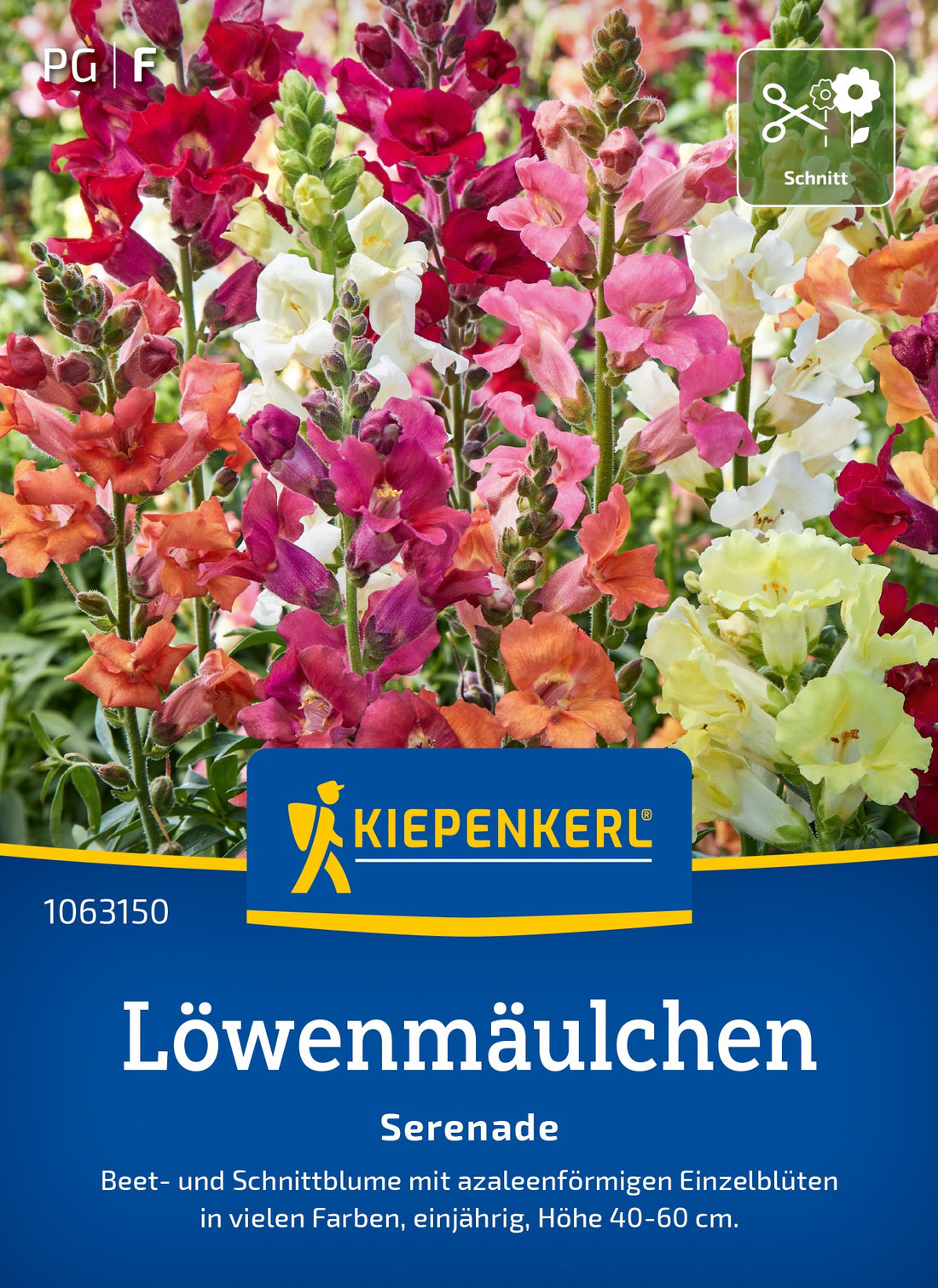Kiepenkerl Löwenmäulchen Serenade