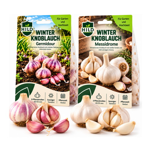 HILD Winterknoblauch Bundle Germidour & Messidrome 6 Stück