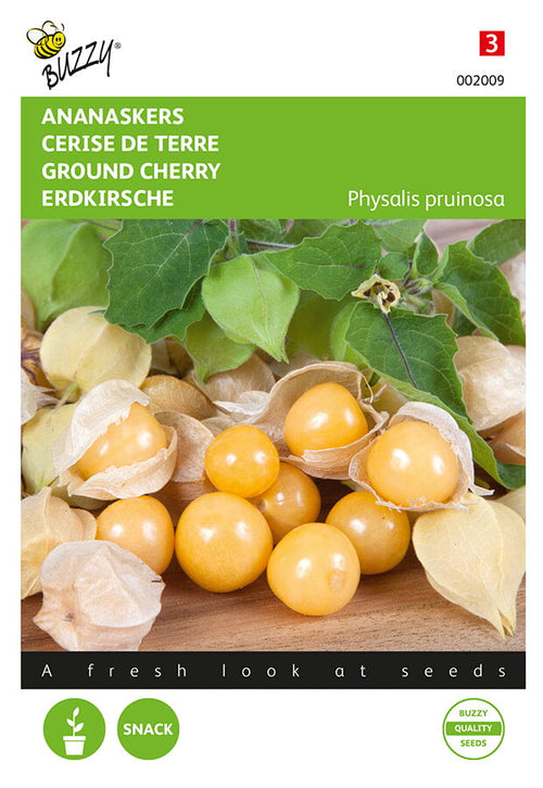 Buzzy Seeds Physalis Andenbeere Inkapflaume Kapstachelbeere