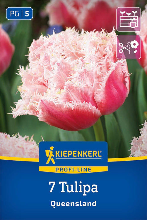 Profi-Line Gefranste gefüllte Tulpe Queensland
