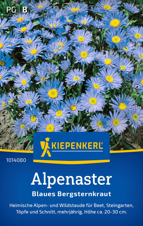 Kiepenkerl Alpenaster Blaues Bergsteinkraut