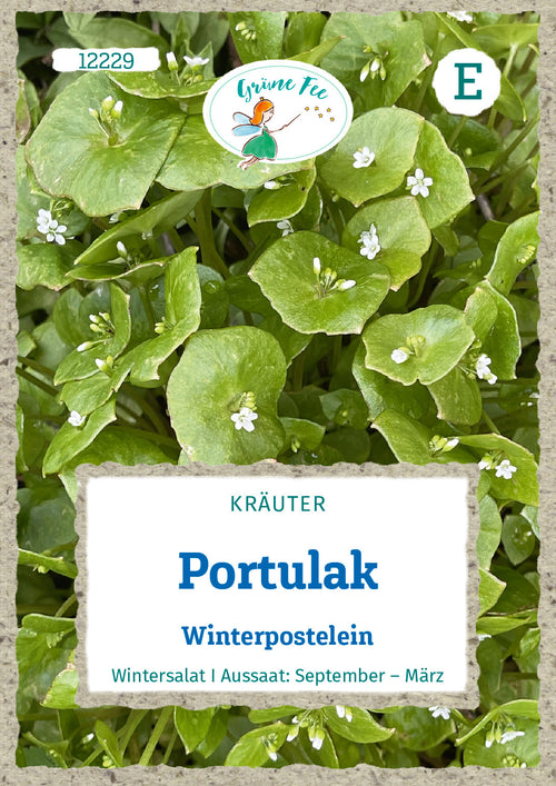 Grüne Fee Portulak Winterpostelein