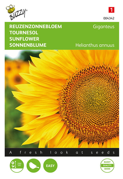 Buzzy Seeds Riesen Sonnenblumen Giganteus