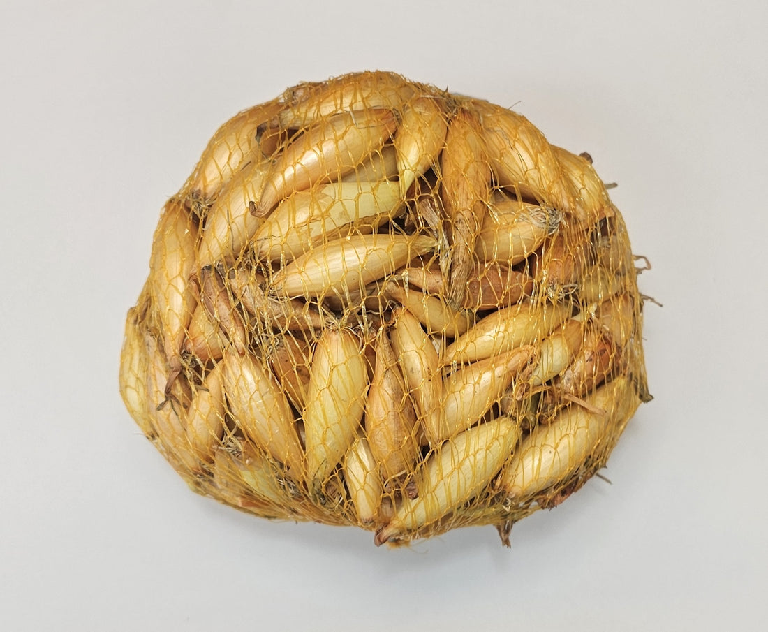 Samen Pfann Steckzwiebeln Birnenförmige 14/24 250g