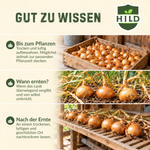 HILD Wintersteckzwiebel Shakespeare® 500 Gramm