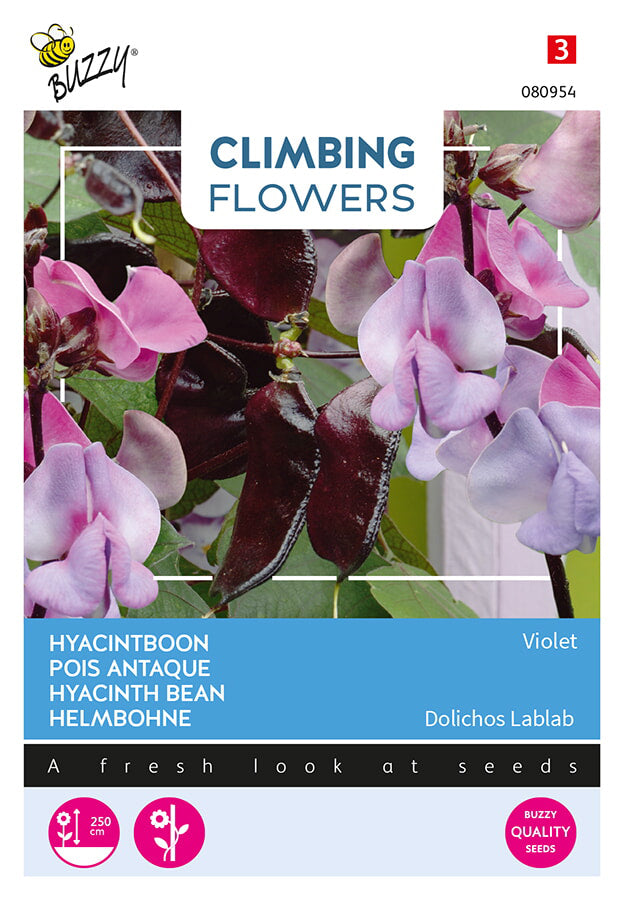 Buzzy Seeds Helmbohne Violet
