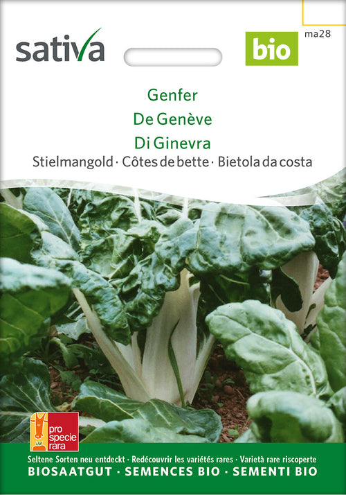 Sativa Stielmangold Genfer