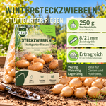 HILD Wintersteckzwiebel Stuttgarter Riesen 250 Gramm