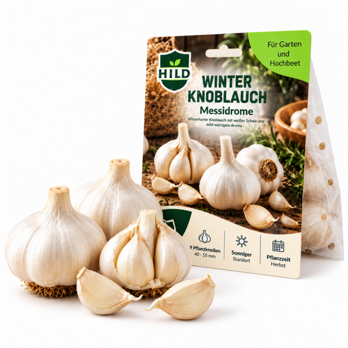 HILD Winterknoblauch Messidrome 9 Stück