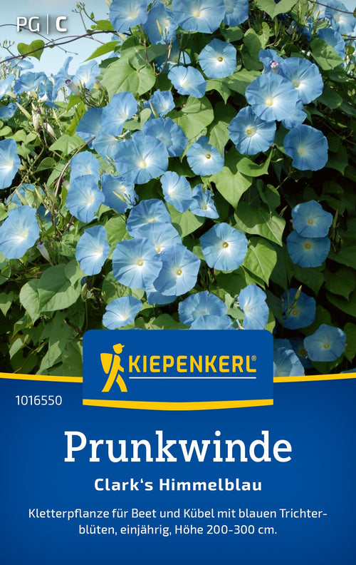 Kiepenkerl Prunkwinden Clark's Himmelblau