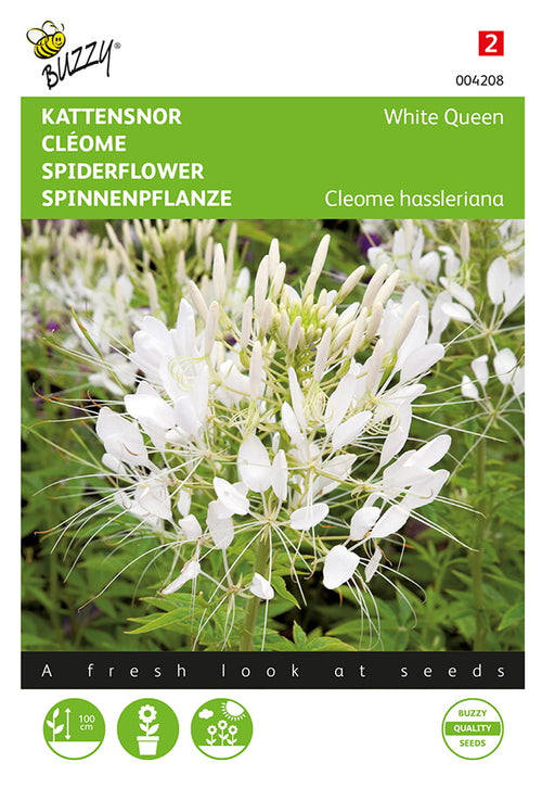 Buzzy Seeds Spinnenpflanze White Queen