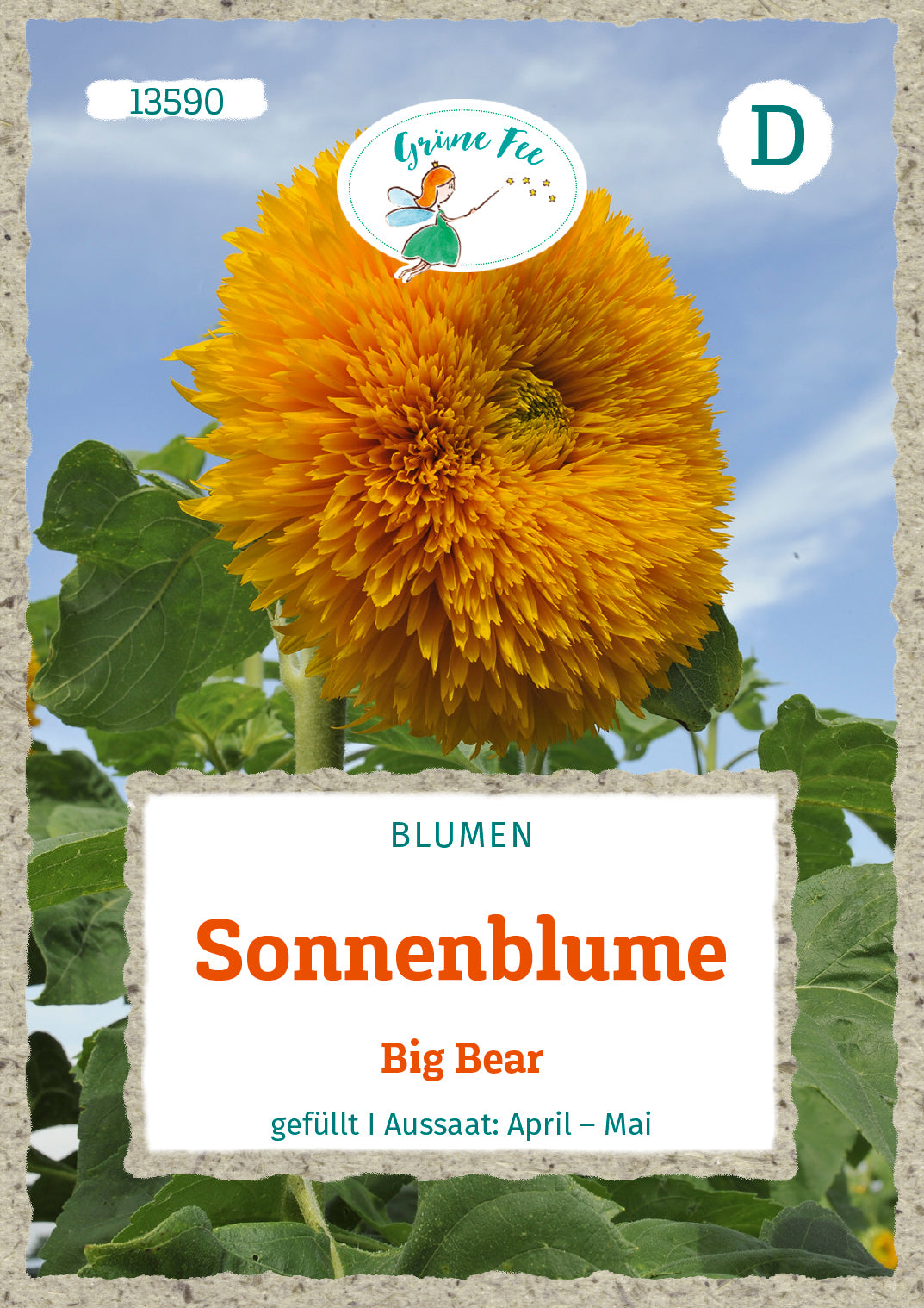 Grüne Fee Sonnenblumen Hohe Sonnengold