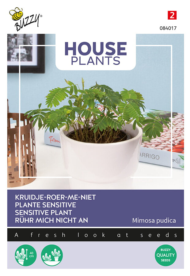 Buzzy Seeds Mimosa pudica  Rührmichnichtan