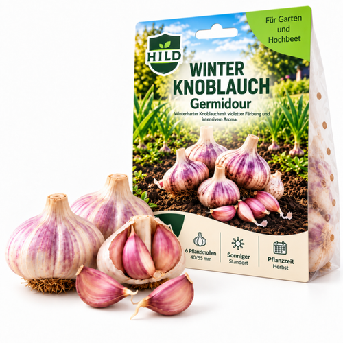 HILD Winterknoblauch Germidour 6 Stück