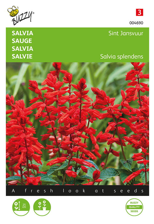 Buzzy Seeds Feuersalbei Johannisfeuer