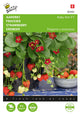 Buzzy Seeds Erdbeeren Ruby Ann F1