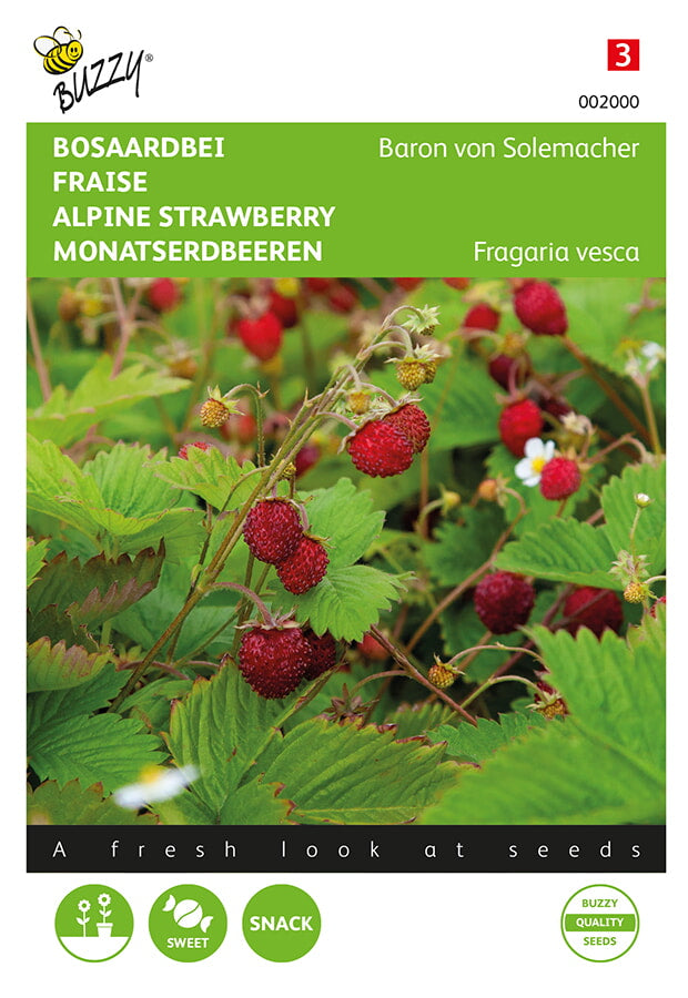 Buzzy Seeds Monatserdbeeren Baron von Solemacher