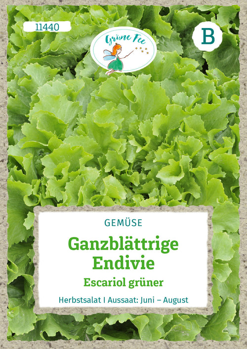 Grüne Fee Endiviensalat Escariol grüner