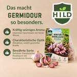 HILD Winterknoblauch Germidour 6 Stück