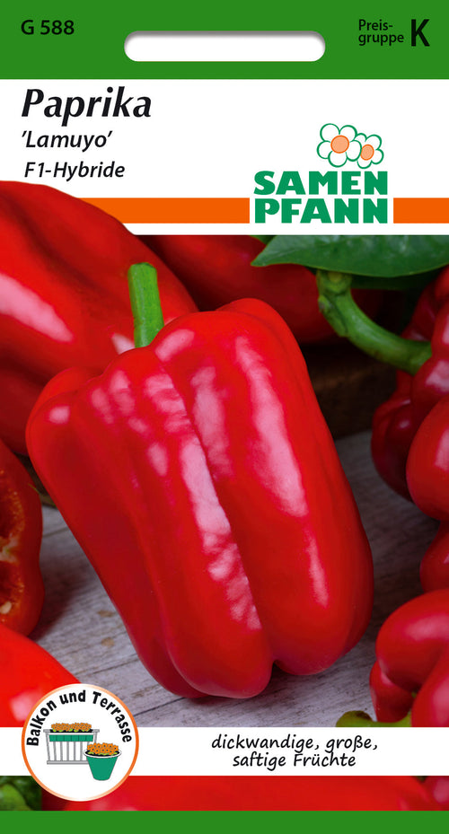 Samen Pfann Paprika Lamuyo