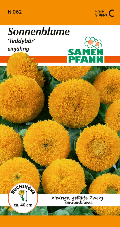 Samen Pfann Teddybär Sonnenblumen