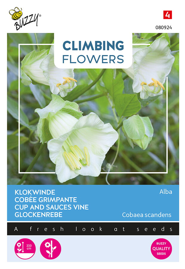 Buzzy Seeds Glockenrebe Alba Weiß