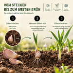HILD Winterknoblauch Germidour 6 Stück