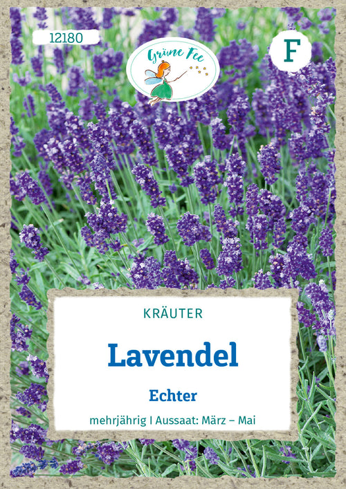 Grüne Fee Lavendel Echter mehrjährig