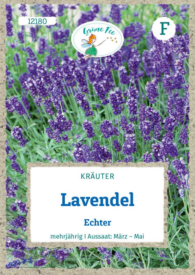 Grüne Fee Lavendel Echter mehrjährig