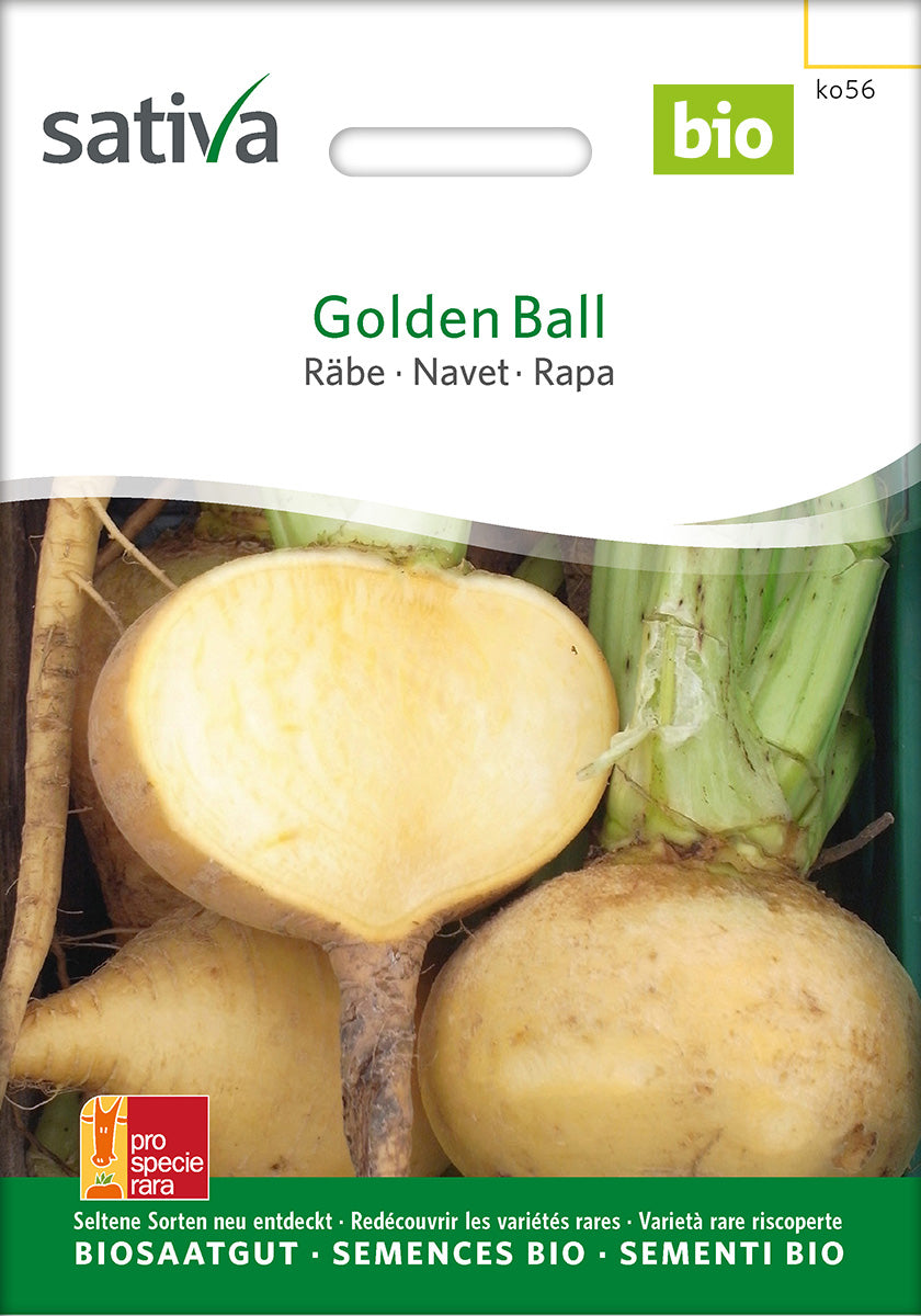 Sativa Räbe  Golden Ball