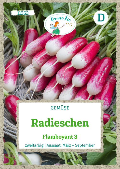 Grüne Fee Radieschen Flamboyant 3
