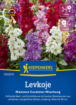 Kiepenkerl Levkojen Mammut Excelsior Mischung