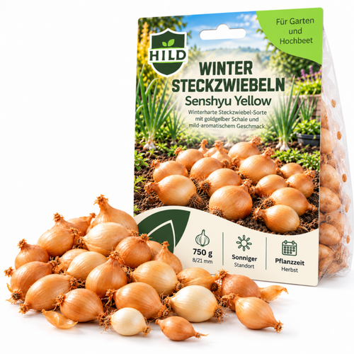 HILD Wintersteckzwiebel Senshyu Yellow 750 Gramm