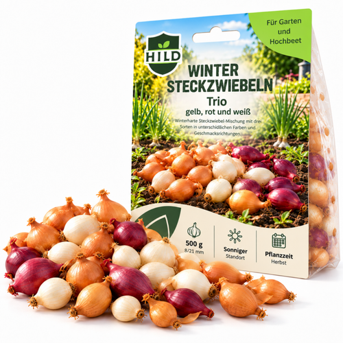 HILD Wintersteckzwiebeln Trio 500 Gramm