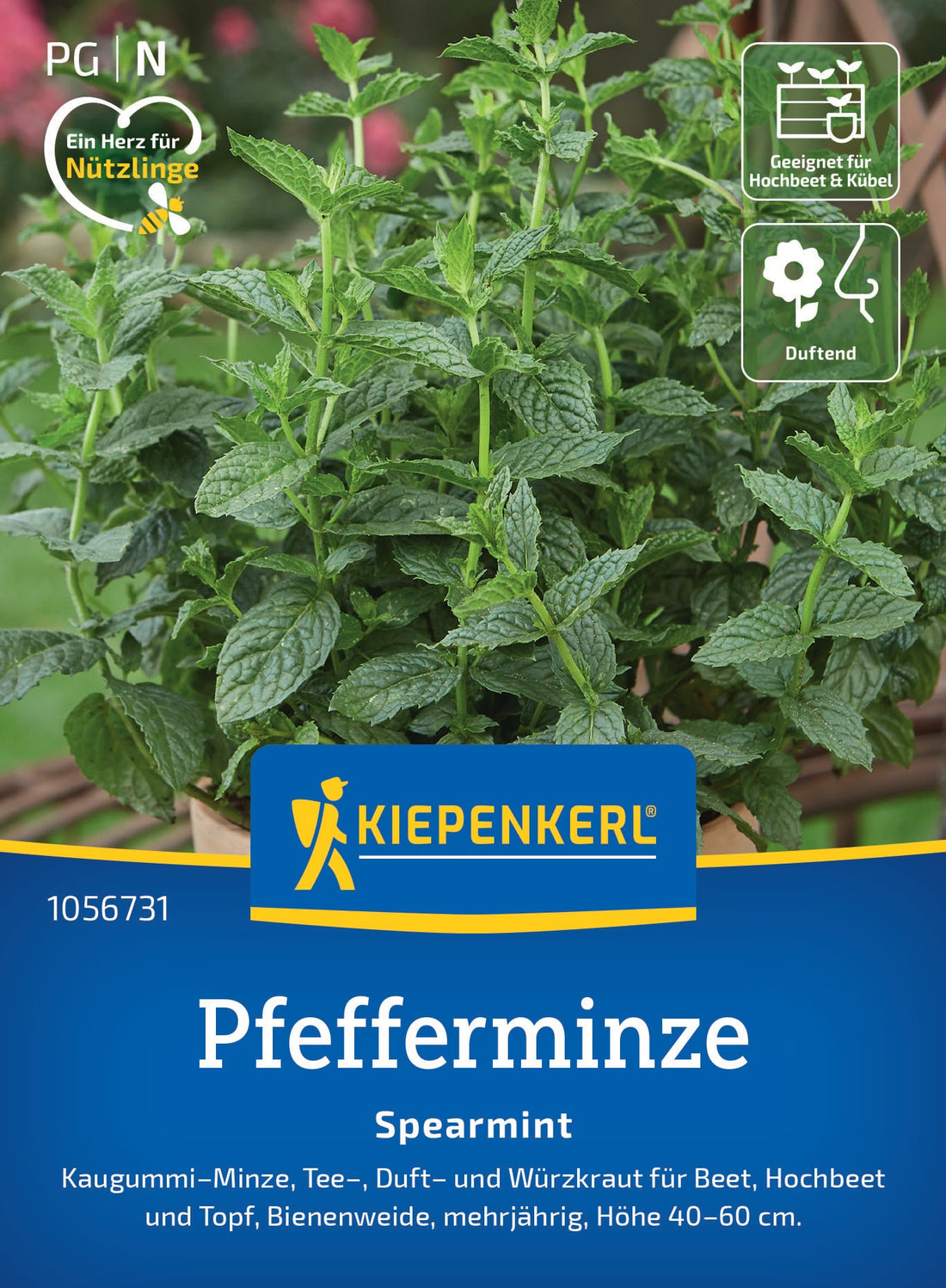 Kiepenkerl Pfefferminze Spearmint