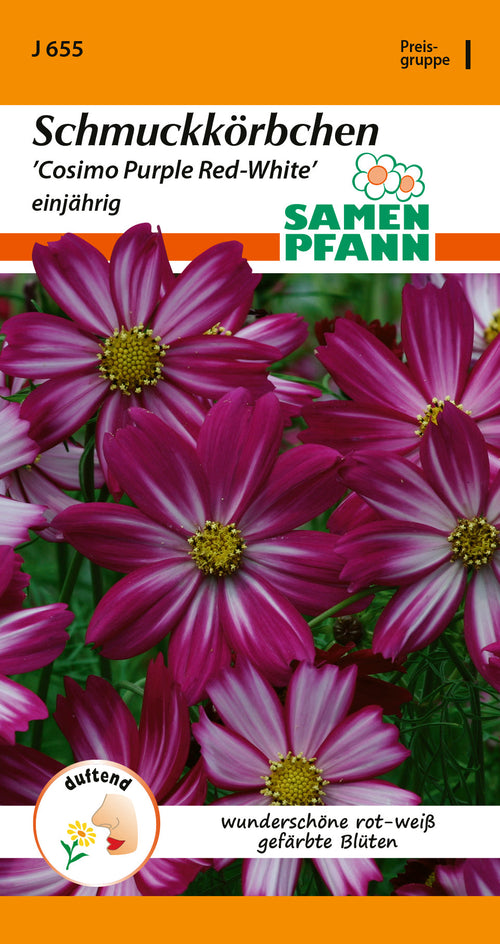 Samen Pfann Cosimo Purple Red-White Schmuckkörbchen