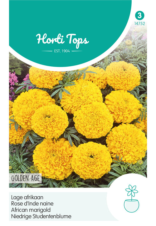 Horti Tops Aufrechte Studentenblume Nana Golden Age