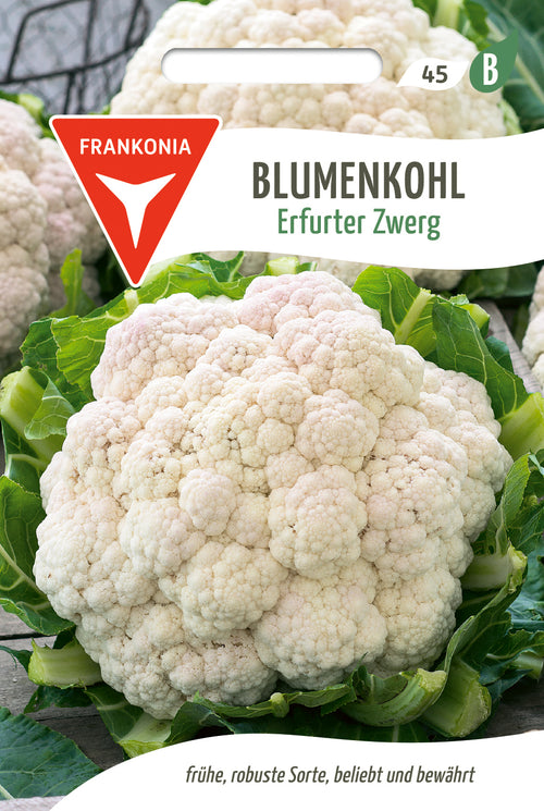 Frankonia Samen Blumenkohl Erfurter Zwerg