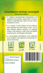 Quedlinburger Topfsonnenblume niedrige Sonnengold