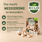 HILD Winterknoblauch Messidrome 9 Stück