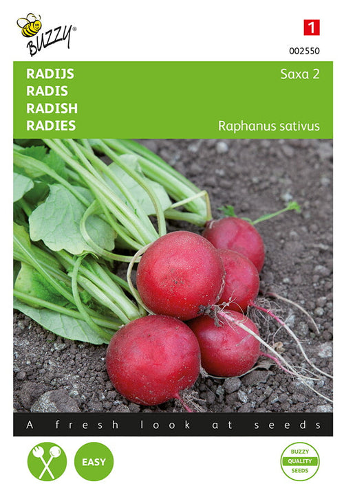 Buzzy Seeds Radieschen Saxa 2
