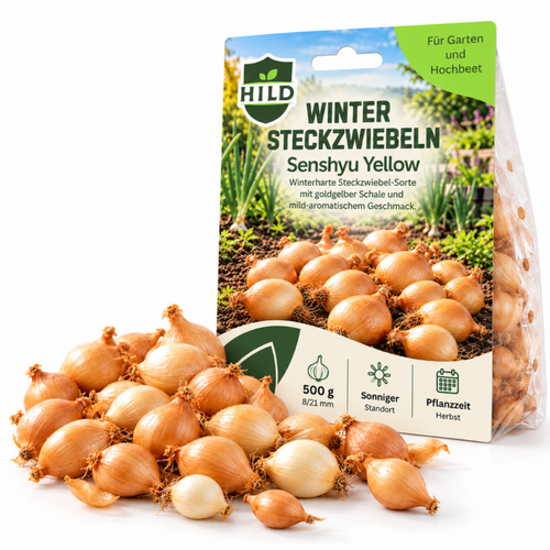 HILD Wintersteckzwiebel Senshyu Yellow 500 Gramm