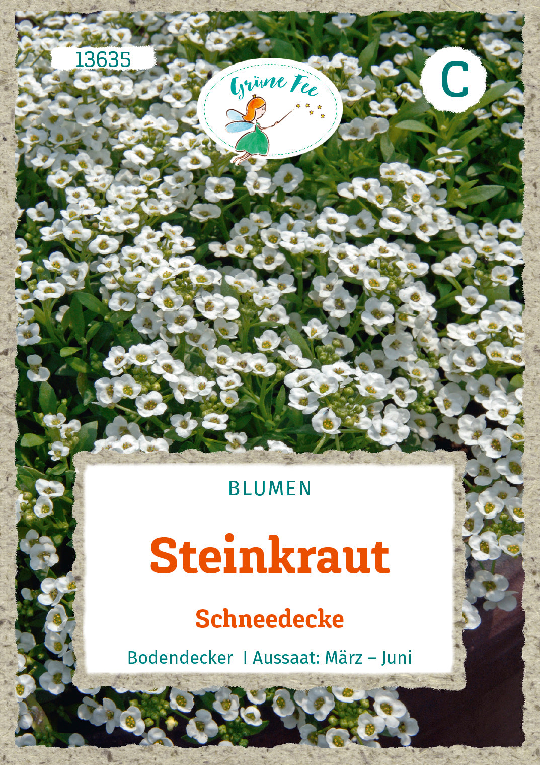 Grüne Fee Steinkraut Schneedecke