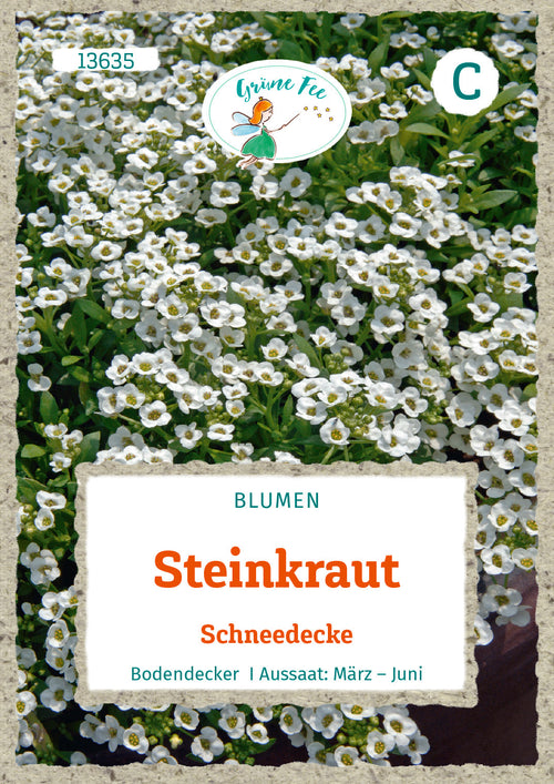 Grüne Fee Steinkraut Schneedecke