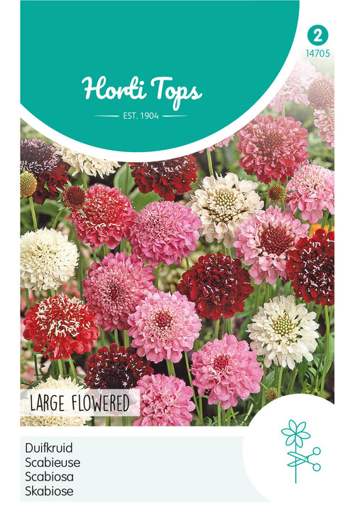 Horti Tops Skabiose Atropurpurea Hohe Gefüllte Mischung
