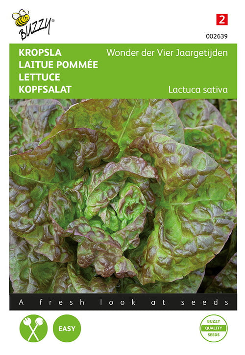 Buzzy Seeds Kopfsalat Merveille des quatre saisons