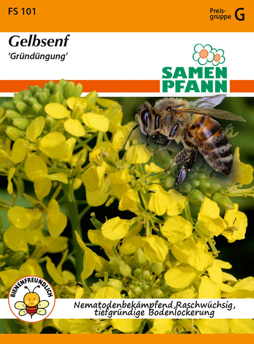 Samen Pfann Gründüngung Gelbsenf
