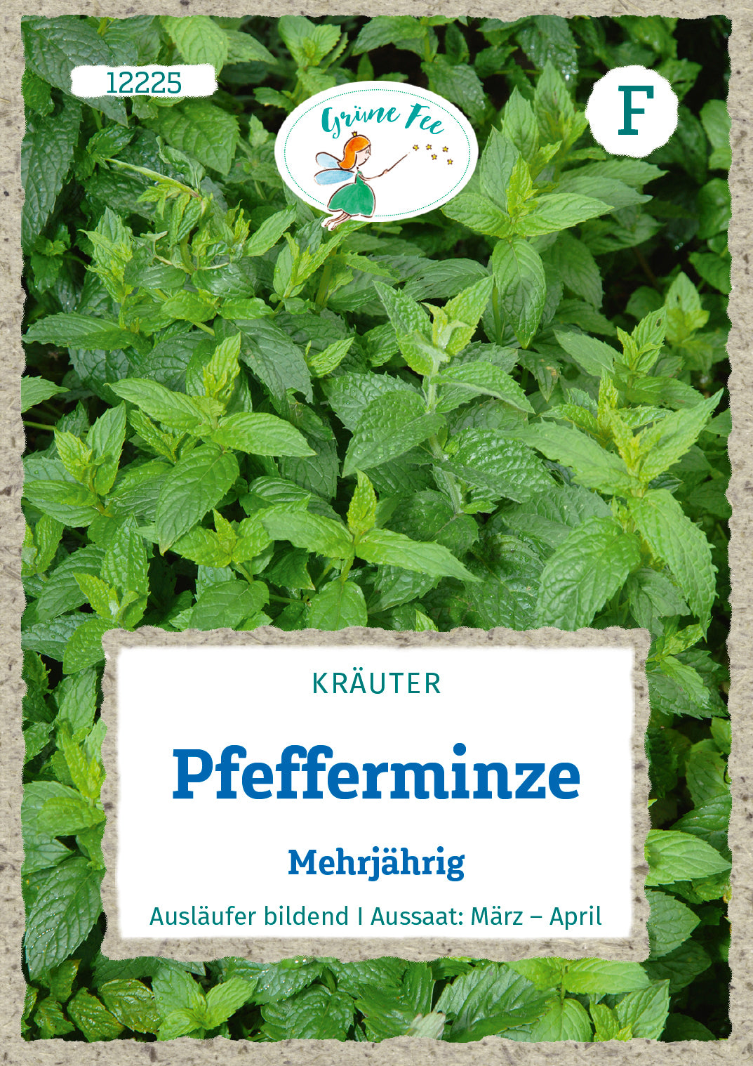 Grüne Fee Pefferminze Mehrjährig